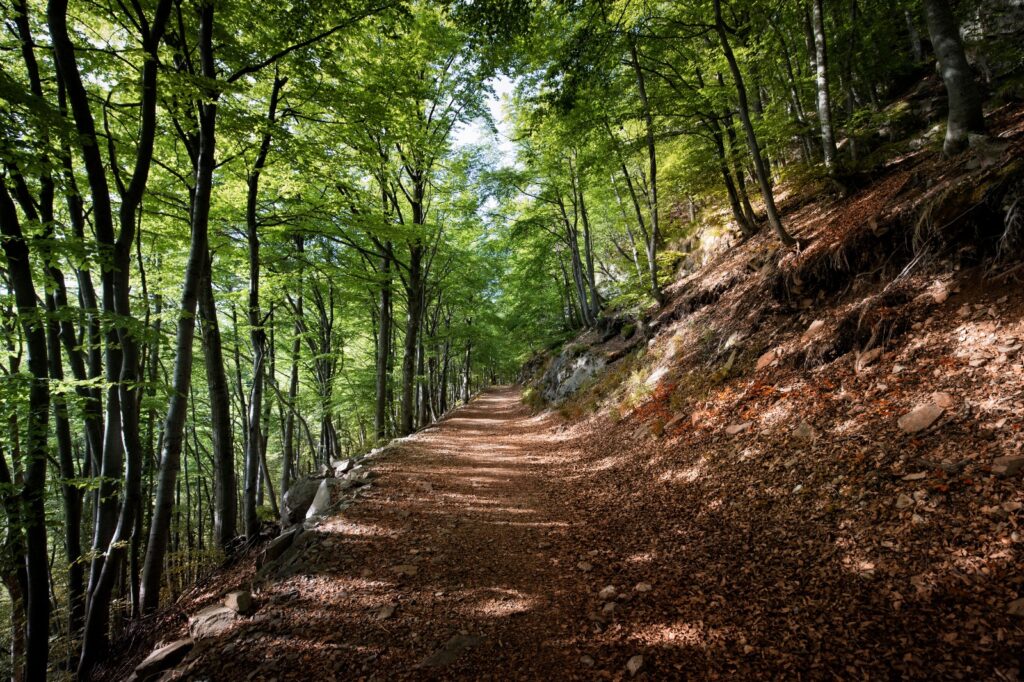 Sentiero del Bosco del Sorriso