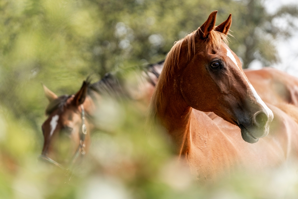 equitazione all'Oasi Zegna