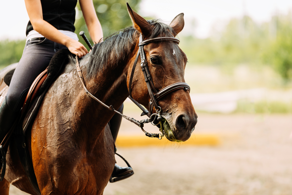 Equitazione