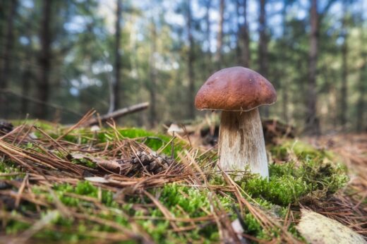 Mushroom,Forest,Autumn,Macro,Nature